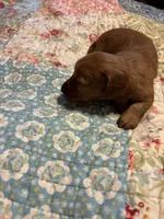 Pepe AKC long haired, a male Miniature Dachshund for sale in Melrose, MN – Photo 6 of 10