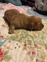 Portia AKC long haired, a female Miniature Dachshund for sale in Melrose, MN – Photo 7 of 9