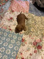 Pepe AKC long haired, a male Miniature Dachshund for sale in Melrose, MN – Photo 9 of 10