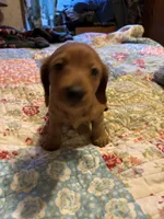 Pepe AKC long haired, a male Miniature Dachshund for sale in Melrose, MN – Photo 10 of 10