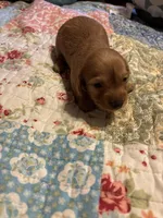 Portia AKC long haired, a female Miniature Dachshund for sale in Melrose, MN – Photo 5 of 9