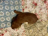 Pepe AKC long haired, a male Miniature Dachshund for sale in Melrose, MN – Photo 3 of 10