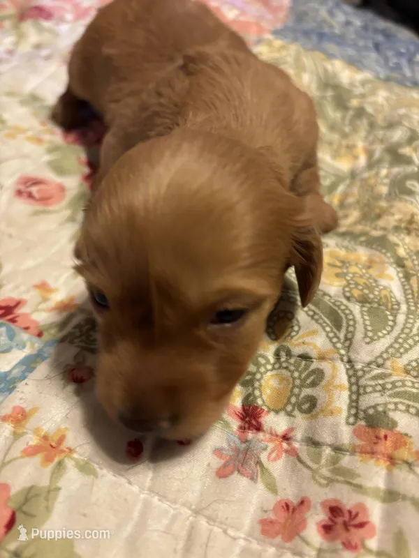 Portia AKC long haired