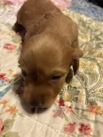 Portia AKC long haired, a female Miniature Dachshund for sale in Melrose, MN – Photo 1 of 9