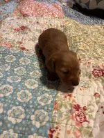 Pepe AKC long haired, a male Miniature Dachshund for sale in Melrose, MN – Photo 4 of 10