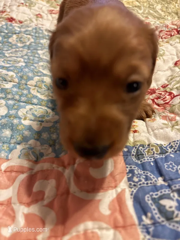 Pepe AKC long haired