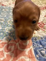 Pepe AKC long haired, a male Miniature Dachshund for sale in Melrose, MN – Photo 1 of 10