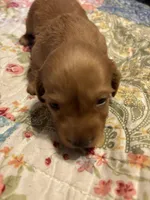 Portia AKC long haired, a female Miniature Dachshund for sale in Melrose, MN – Photo 2 of 9