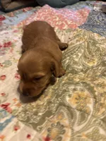 Portia AKC long haired, a female Miniature Dachshund for sale in Melrose, MN – Photo 3 of 9