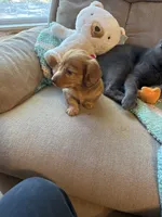 Sebastian AKC long haired , a male Miniature Dachshund for sale in Melrose, MN – 7 of 10