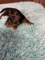 Portia AKC , a female Miniature Dachshund for sale in Melrose, MN – 8 of 10