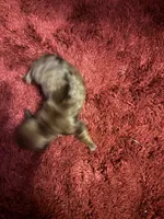 Penelope AKC, a female Miniature Dachshund for sale in Melrose, MN – 2 of 3