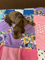 Gidget AKC long haired , a female Miniature Dachshund for sale in Melrose, MN – 5 of 6