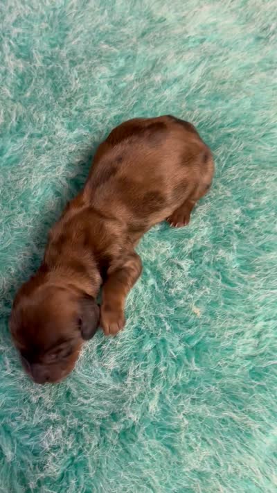 Harry AKC long haired , a male Miniature Dachshund for sale in Melrose, MN – 2 of 2