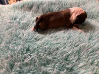 Calvin, a male Miniature Dachshund and Miniature American Shepherd for sale in Melrose, MN – 4 of 5