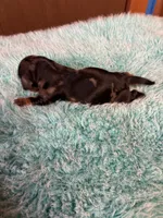 Portia AKC , a female Miniature Dachshund for sale in Melrose, MN – 7 of 10