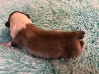 Calvin, a male Miniature Dachshund and Miniature American Shepherd for sale in Melrose, MN – 3 of 5