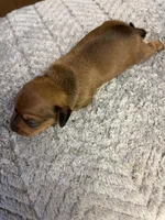 Moe AKC, a male Miniature Dachshund for sale in Melrose, MN – 2 of 10