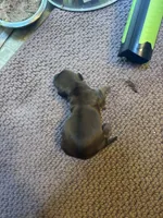 Skip , a male Miniature Dachshund for sale in Melrose, MN – 4 of 7