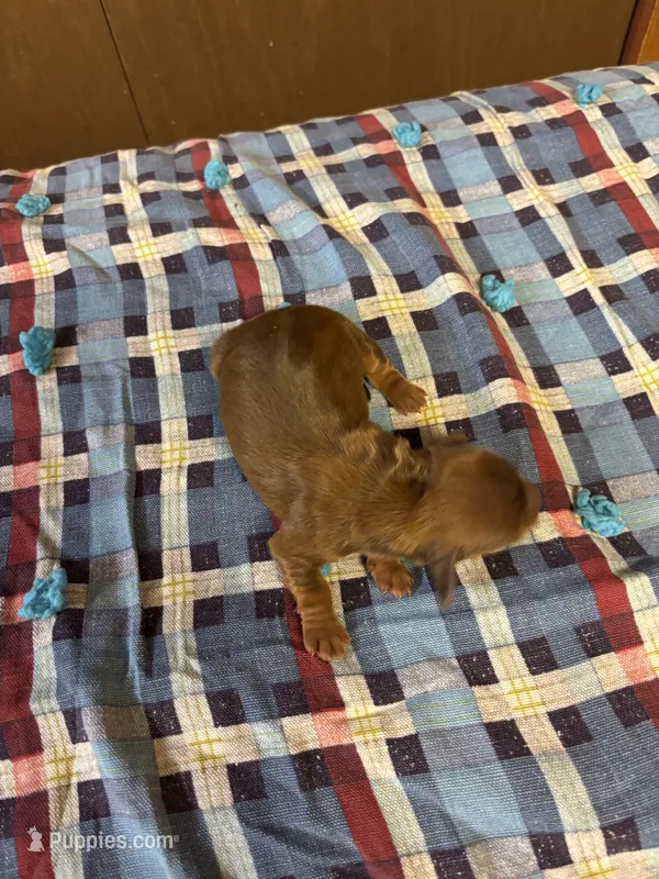 Sandy AKC – Miniature Dachshund puppy for sale in Melrose, MN