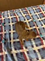 Sandy AKC, a female Miniature Dachshund for sale in Melrose, MN – 1 of 5