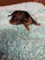 Portia AKC , a female Miniature Dachshund for sale in Melrose, MN – 9 of 10