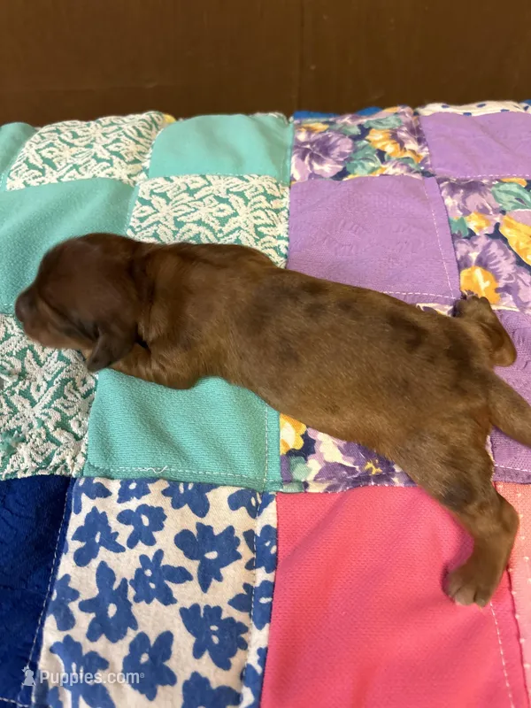 Francis AKC – Miniature Dachshund puppy for sale in Melrose, MN