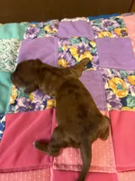 Francis AKC, a female Miniature Dachshund for sale in Melrose, MN – Photo 2 of 5