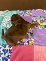 Francis AKC, a female Miniature Dachshund for sale in Melrose, MN – Photo 4 of 5