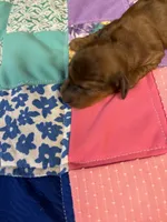 Francis AKC, a female Miniature Dachshund for sale in Melrose, MN – Photo 5 of 5