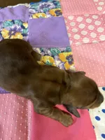 Francis AKC, a female Miniature Dachshund for sale in Melrose, MN – Photo 3 of 5