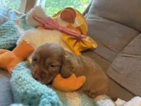 Bobby AKC long-haired, a male Miniature Dachshund for sale in Melrose, MN – 7 of 10