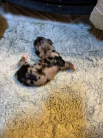 Portia AKC, a female Miniature Dachshund for sale in Melrose, MN – 6 of 7
