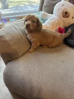 Sebastian AKC long haired , a male Miniature Dachshund for sale in Melrose, MN – 3 of 10