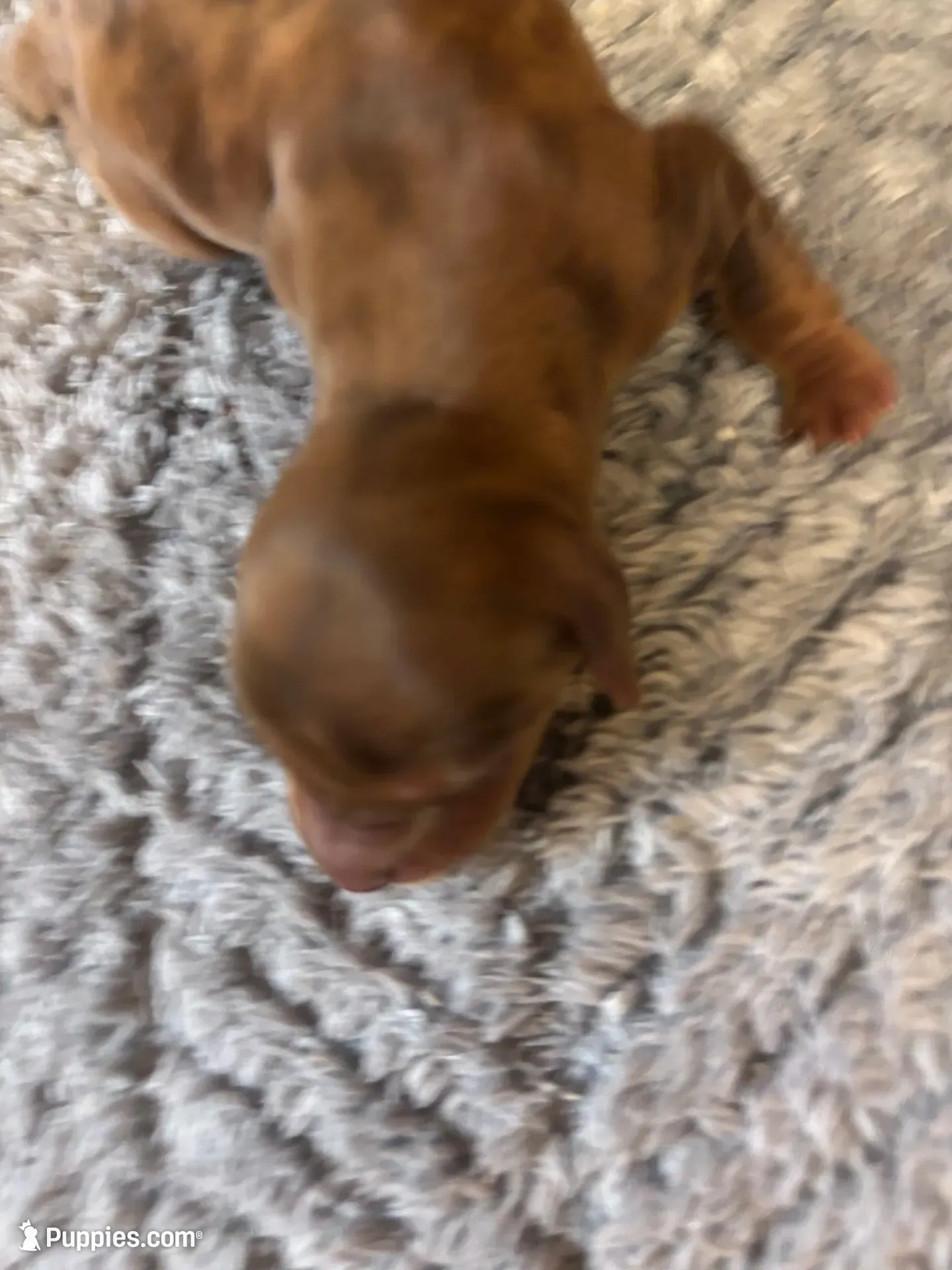 Benji AKC long haired , a male Miniature Dachshund for sale in Melrose, MN – 3 of 7
