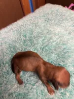 Curly, a male Miniature Dachshund for sale in Melrose, MN – 7 of 7