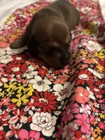 Pepper AKC, a male Miniature Dachshund for sale in Melrose, MN – 9 of 10