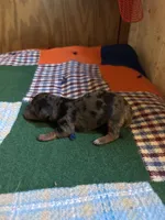 Cody AKC, a male Miniature Dachshund for sale in Melrose, MN – 3 of 6