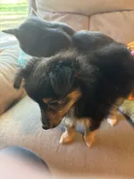 Chatty , a female Collie for sale in Melrose, MN – 2 of 10