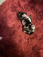 Portia AKC, a female Miniature Dachshund for sale in Melrose, MN – 3 of 3