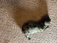 Pippen, a male Miniature Dachshund for sale in Melrose, MN – 2 of 3