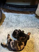 Poncho AKC, a male Miniature Dachshund for sale in Melrose, MN – 6 of 8
