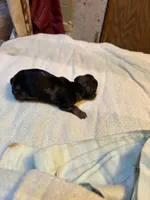 Portia AKC , a female Miniature Dachshund for sale in Melrose, MN – 4 of 5