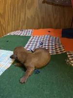 Shorty AKC, a male Miniature Dachshund for sale in Melrose, MN – 5 of 5
