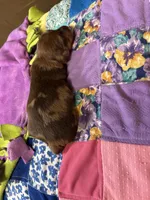 Bobby AKC long haired , a male Miniature Dachshund for sale in Melrose, MN – 5 of 5