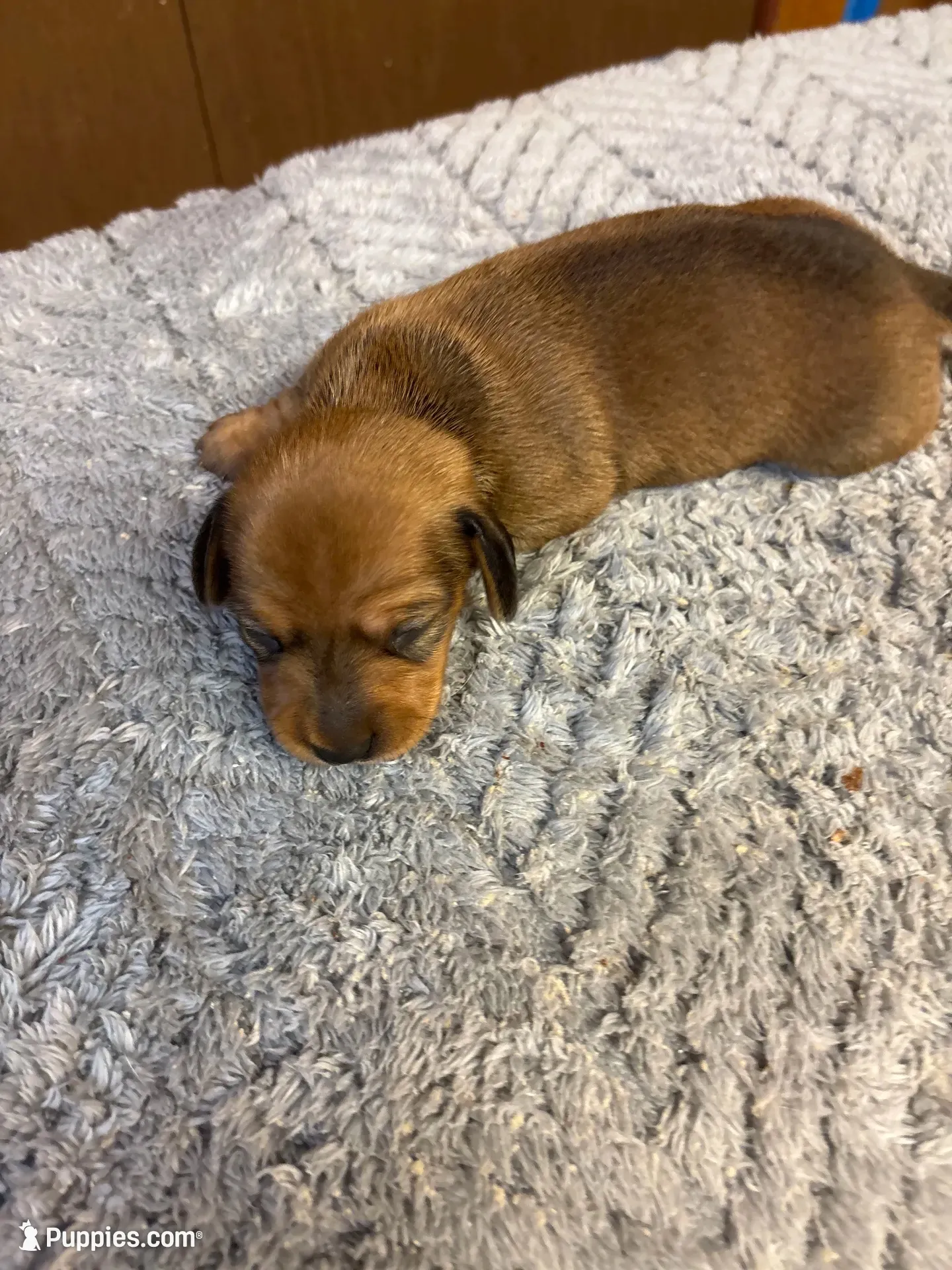 Moe AKC, a male Miniature Dachshund for sale in Melrose, MN – 3 of 10