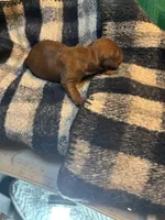 Sherry , a female Miniature Dachshund for sale in Melrose, MN – 3 of 4