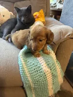 Sebastian AKC long haired , a male Miniature Dachshund for sale in Melrose, MN – 10 of 10