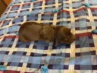 Sandy AKC, a female Miniature Dachshund for sale in Melrose, MN – 4 of 5