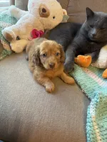 Sebastian AKC long haired , a male Miniature Dachshund for sale in Melrose, MN – 6 of 10